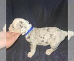 Small #10 Olde English Bulldogge