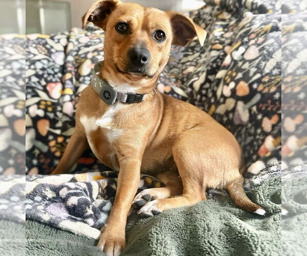 Medium Photo #5 Mutt Puppy For Sale in Boston, MA, USA