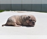 Small Photo #3 Pug Puppy For Sale in PALM COAST, FL, USA