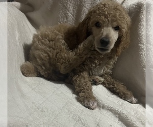 Poodle (Standard) Puppy for sale in SUMMERFIELD, FL, USA