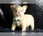 Puppy Fluffy butt AKC French Bulldog