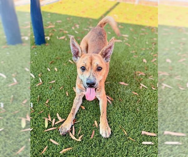 Medium Photo #3 American Pit Bull Terrier-Unknown Mix Puppy For Sale in Baytown, TX, USA