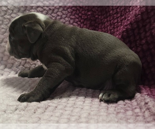 Medium Photo #3 Olde English Bulldogge Puppy For Sale in ATHOL, ID, USA