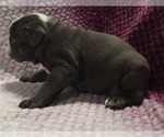 Small #2 Olde English Bulldogge