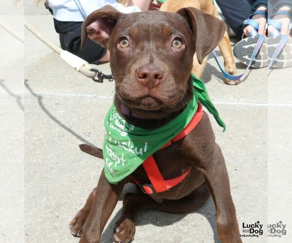 Medium Photo #10 Mutt Puppy For Sale in Washington, DC, USA