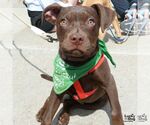 Small #9 Mutt