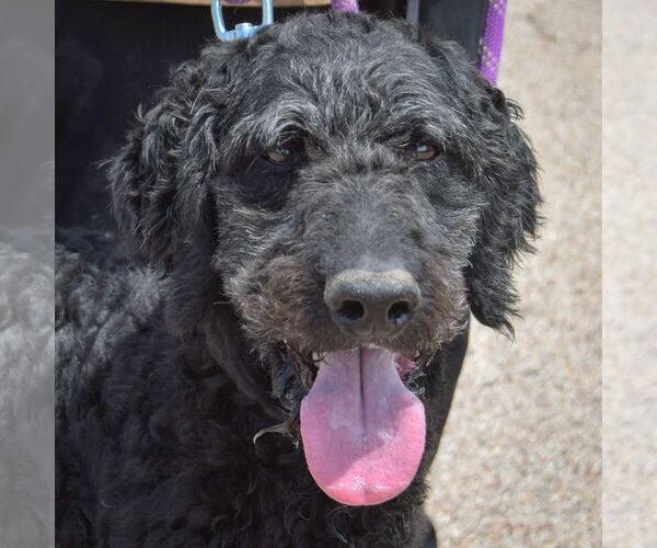 Medium Photo #2 Mutt Puppy For Sale in Huntley, IL, USA