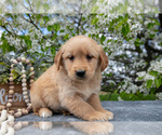 Small Photo #13 Golden Retriever Puppy For Sale in WOLCOTTVILLE, IN, USA