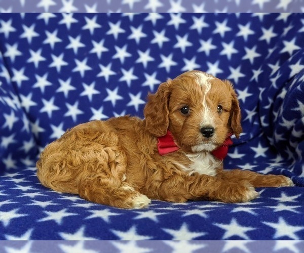 Medium Photo #4 Cavapoo Puppy For Sale in QUARRYVILLE, PA, USA
