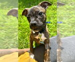 Small Mutt