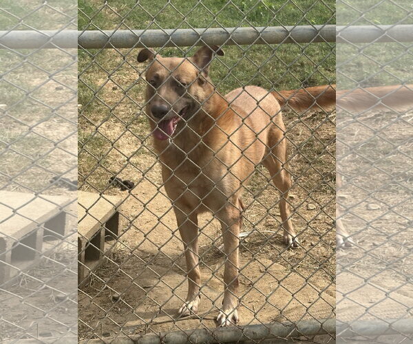 Medium Photo #4 Black Mouth Cur-German Shepherd Dog Mix Puppy For Sale in Jackson, MS, USA