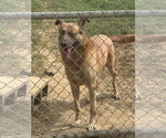 Small #3 Black Mouth Cur-German Shepherd Dog Mix