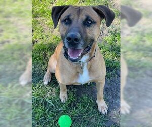 Black Mouth Cur-Unknown Mix Dogs for adoption in Ventura, CA, USA