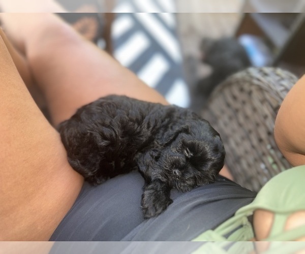 Medium Photo #2 Cavapoo Puppy For Sale in MARIANNA, FL, USA