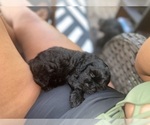 Small #1 Cavapoo