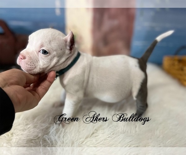 Medium Photo #1 American Bully Puppy For Sale in OOLOGAH, OK, USA