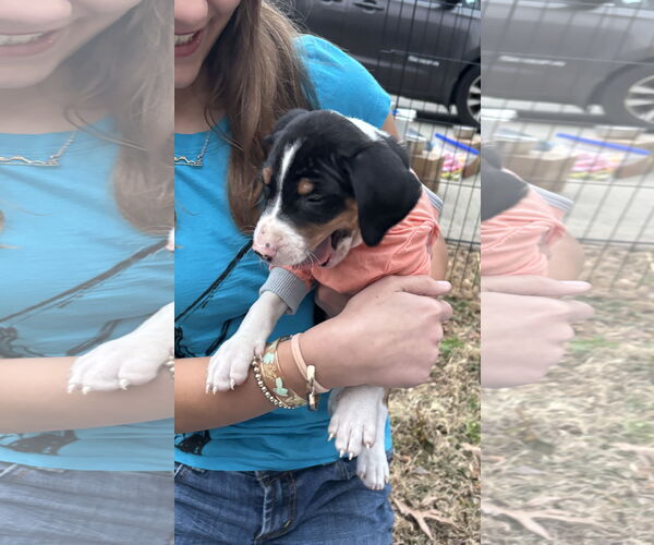 Medium Photo #3 Mutt Puppy For Sale in Holly Springs, NC, USA