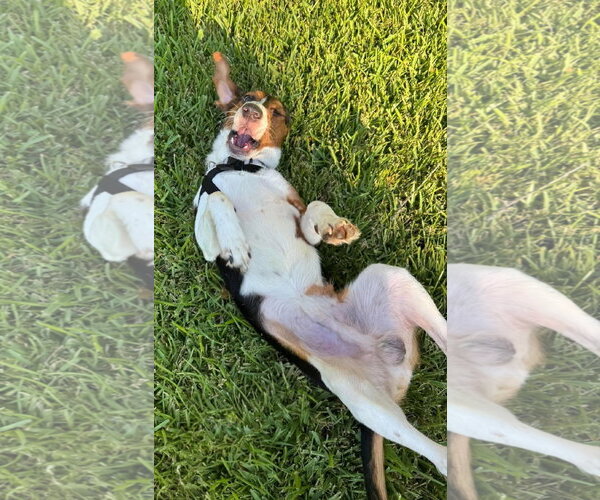 Medium Photo #4 Beagle Puppy For Sale in Tampa, FL, USA