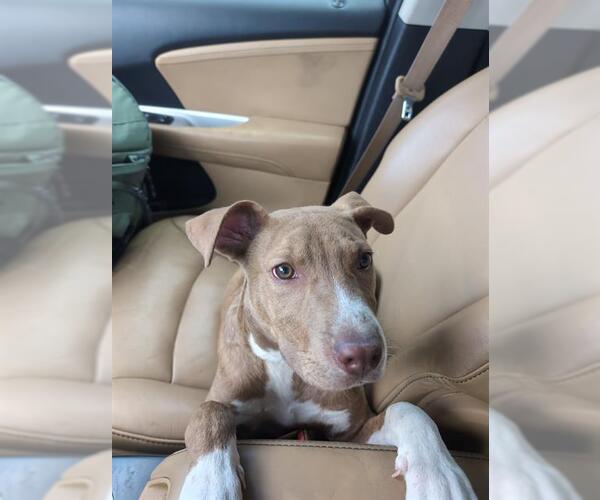Medium Photo #1 American Staffordshire Terrier-Unknown Mix Puppy For Sale in San Antonio, TX, USA