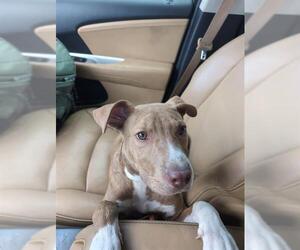 American Staffordshire Terrier-Unknown Mix Dogs for adoption in San Antonio, TX, USA