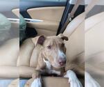 Small American Staffordshire Terrier Mix