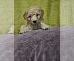 Puppy 5 Doodle-Goldendoodle Mix