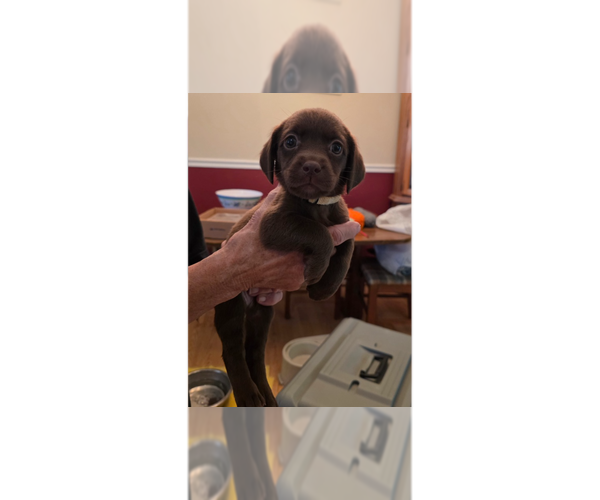 Medium Photo #1 Doxle Puppy For Sale in Aurora, IN, USA