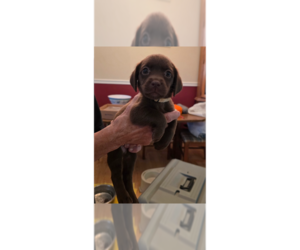 Doxle Dogs for adoption in Aurora, IN, USA