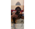 Small Doxle