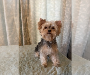 Yorkshire Terrier Puppy for sale in ROANOKE, VA, USA