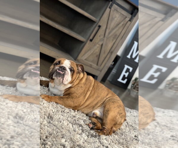 Medium Photo #2 Bulldog Puppy For Sale in McKinney, TX, USA
