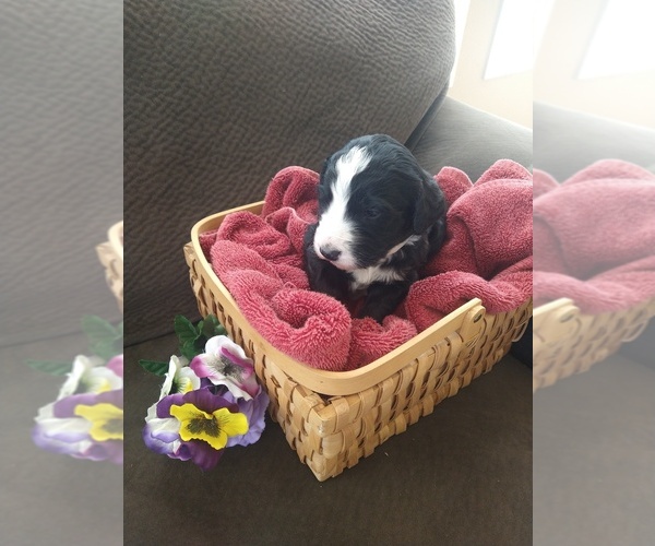 Medium Photo #15 Bernedoodle Puppy For Sale in CALHAN, CO, USA