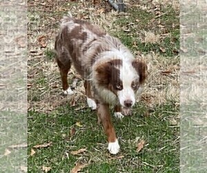 Father of the Miniature Australian Shepherd puppies born on 12/06/2024