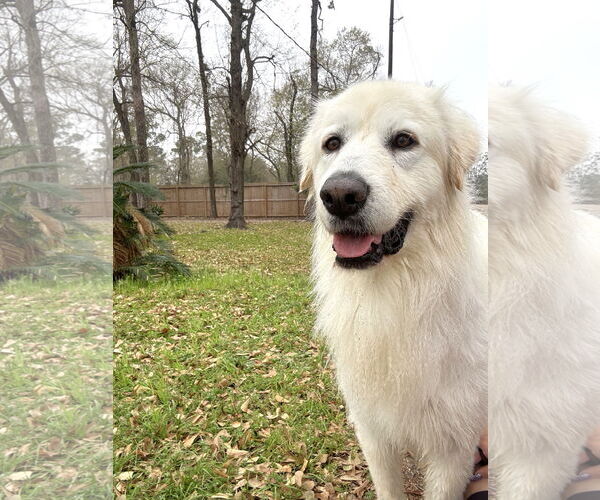 Medium Photo #2 Great Pyrenees Puppy For Sale in Spring, TX, USA