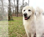 Small #1 Great Pyrenees