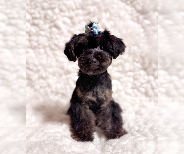 Medium Photo #1 Yorkshire Terrier Puppy For Sale in REDLANDS, CA, USA
