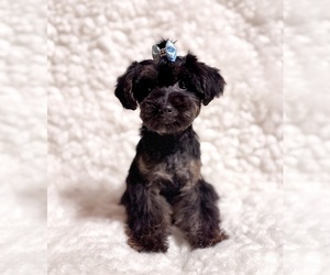 Yorkshire Terrier Puppy for Sale in REDLANDS, California USA