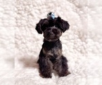 Small Yorkshire Terrier