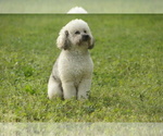 Small Photo #1 Cock-A-Poo Puppy For Sale in FAYETTEVILLE, NC, USA