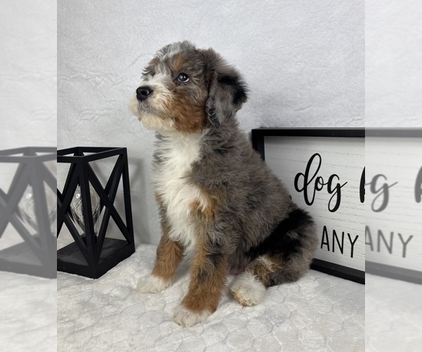 Medium Photo #5 Bernedoodle (Miniature) Puppy For Sale in GREENFIELD, IN, USA