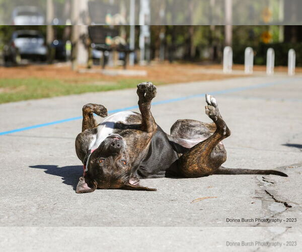 Medium Photo #2 Mutt Puppy For Sale in  Gainesville, FL, USA