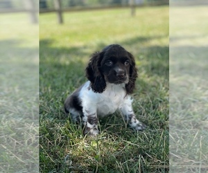 Cocker Spaniel Puppy for sale in CANOGA, NY, USA