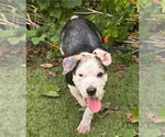 Small #1 Mutt