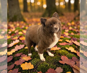 Coco - Female Pomeranian Dog for Adoption - Photo #4