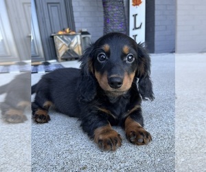 Dachshund Puppy for sale in FRANKLIN, IN, USA
