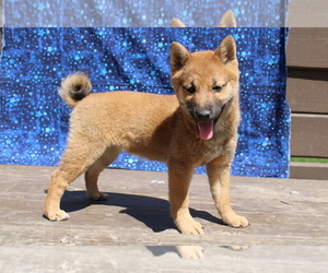 Shiba Inu Puppy for sale in BLOOMINGTON, IN, USA