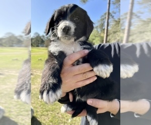 Aussiedoodle Puppy for sale in DOUGLAS, GA, USA