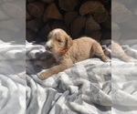 Small #12 Goldendoodle