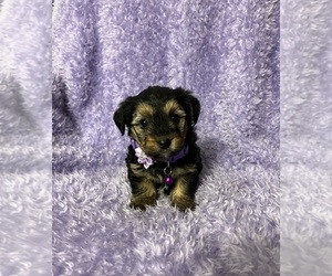 YorkiePoo Puppy for sale in JEFFERSONVILLE, IN, USA