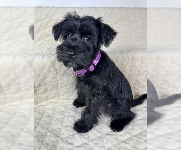 Medium Photo #11 Schnauzer (Miniature) Puppy For Sale in HIGHLAND, CA, USA